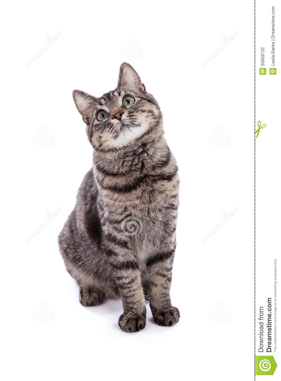 Domestic Shorthair Cat Portrait Stock Photo. Domestic Shorthair Cat Portrait Stock Photo.