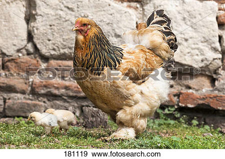Stock Photograph of Domestic Chicken, Brahma Chicken (Gallus.