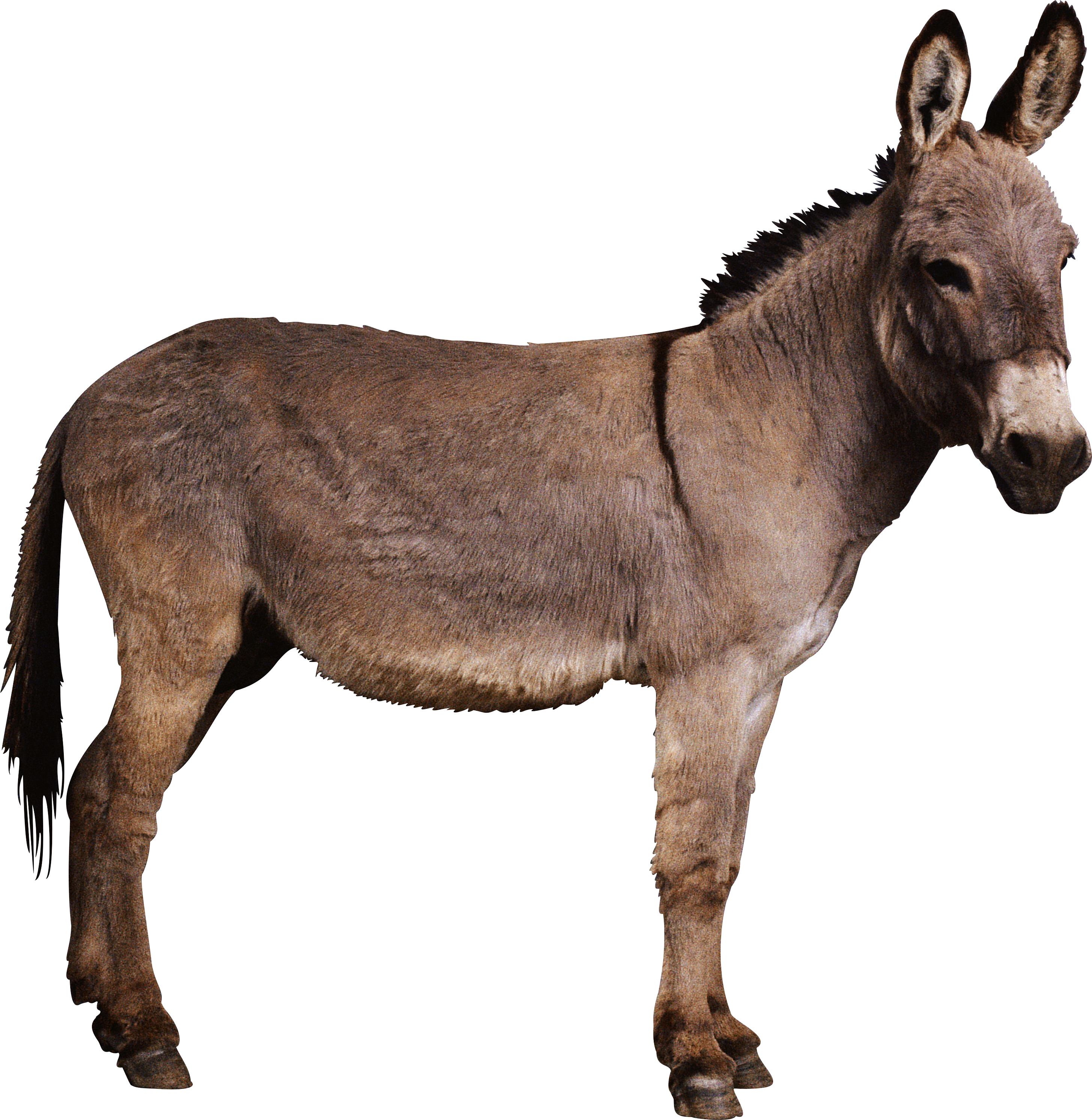 Donkey PNG images free download.