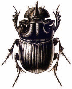 Beetle Clip Art Download.