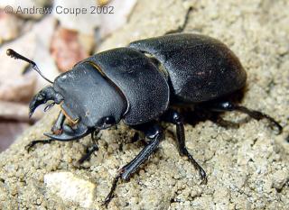 Lesser stag beetle ID guide.