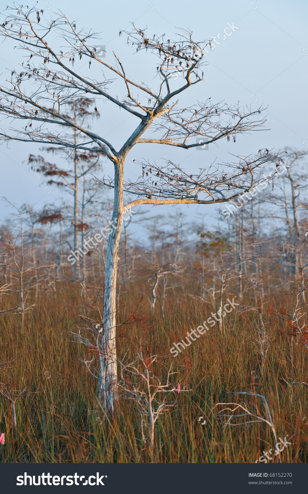 Dwarf Cypress Tree In Winter Dormancy At Florida'S Everglades.