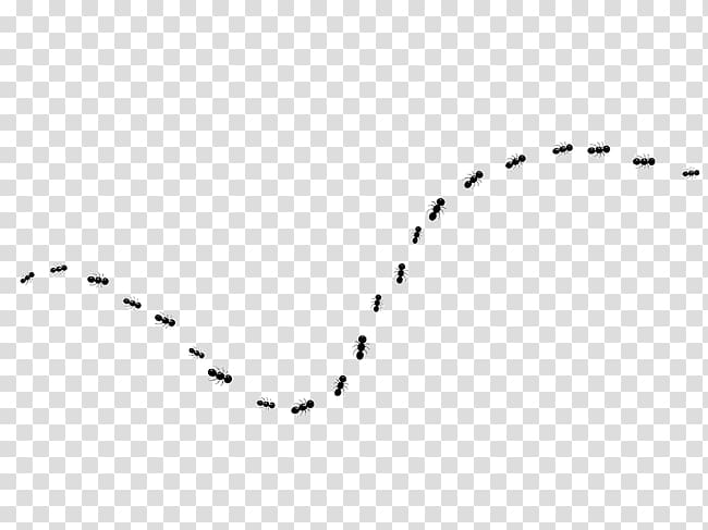 Ants forming line, White Black Pattern, line,dotted line.