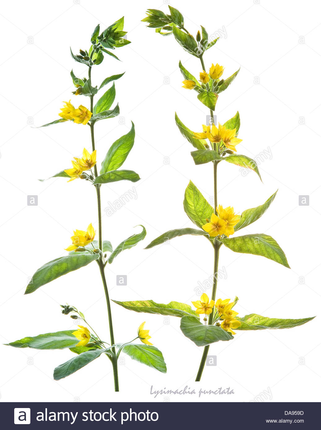 Spotted Loosestrife (lysimachia Punctata) Flowers And Leaves On.