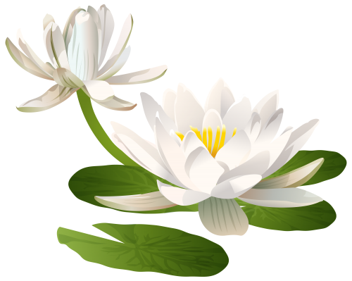 Water Lily PNG Clip Art Image.
