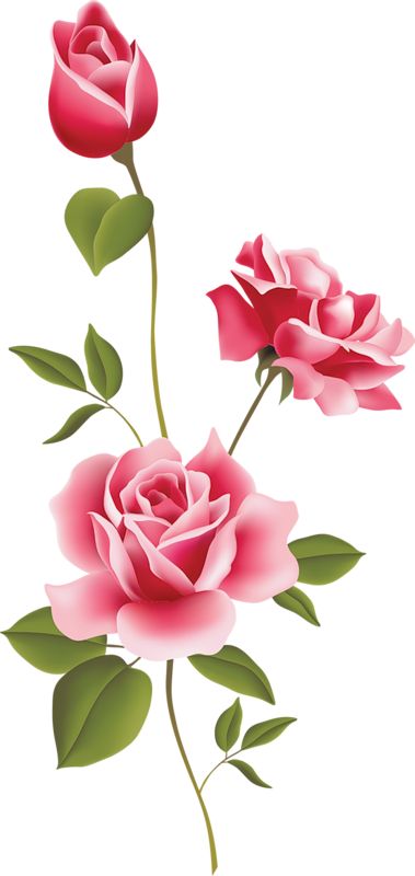 Double rose clipart 20 free Cliparts | Download images on Clipground 2021
