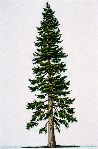 Free Douglas Fir Tree Silhouette, Download Free Clip Art.