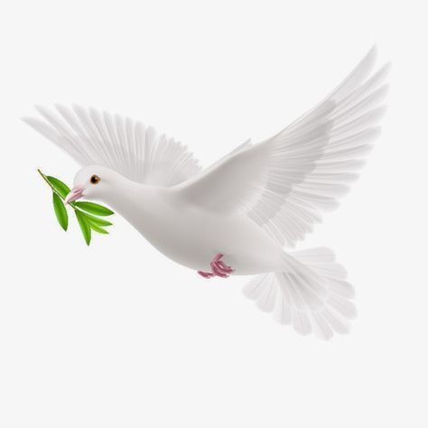 Peace Dove, Pigeon, Olive Branch, Olive PNG Transparent.