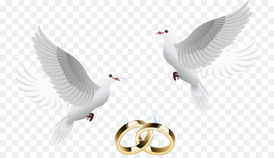 Wedding Dove clipart.