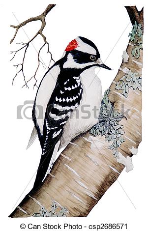 Woodpecker Stock Illustrations. 577 Woodpecker clip art images and.