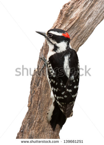 Woodpeckers Stock Photos, Royalty.