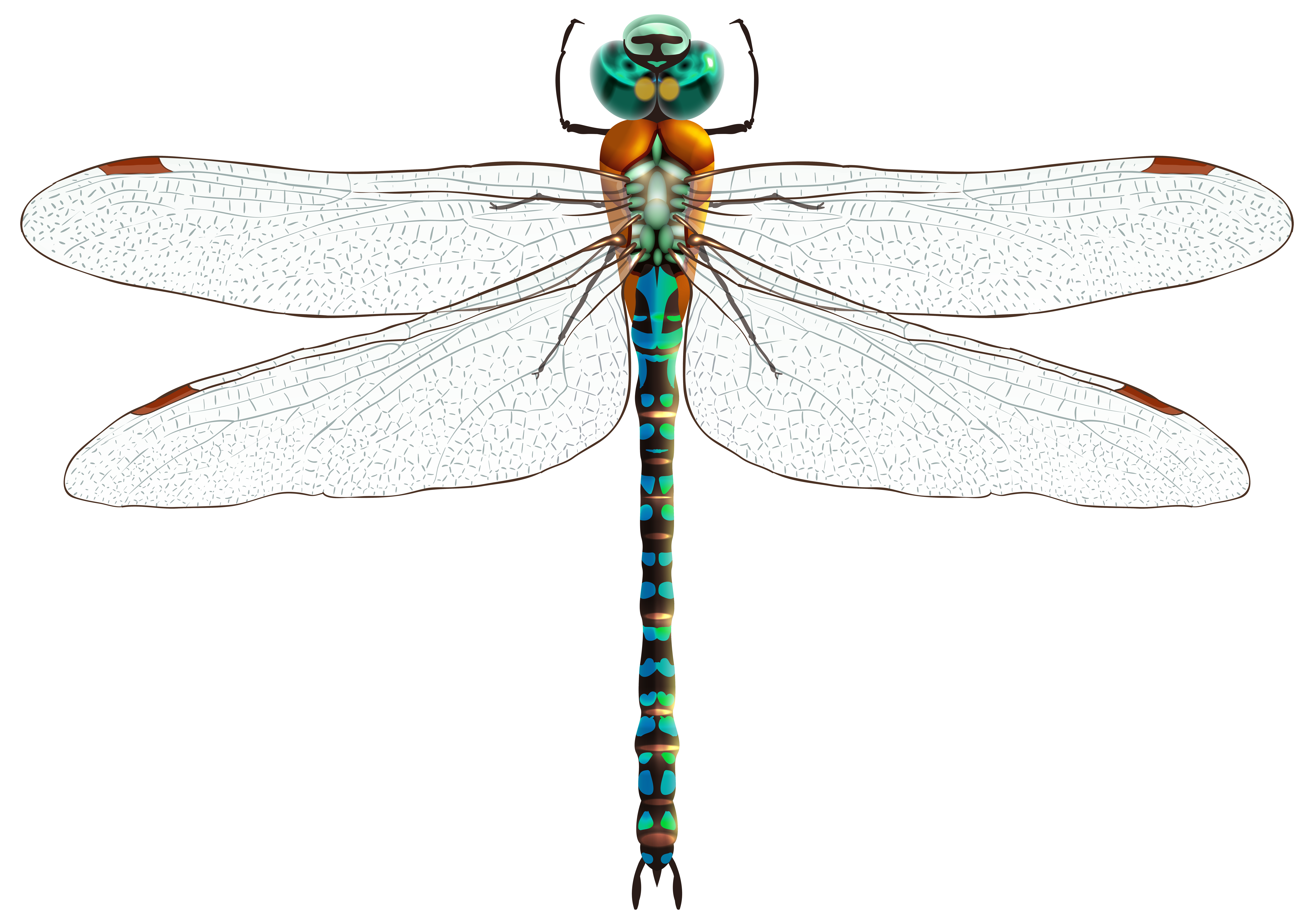 Dragonfly PNG Clip Art.
