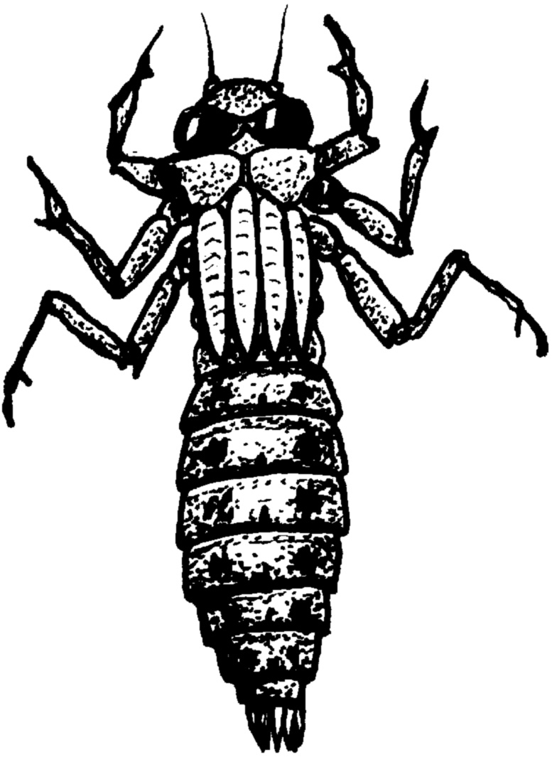 dragonfly larvae illustration