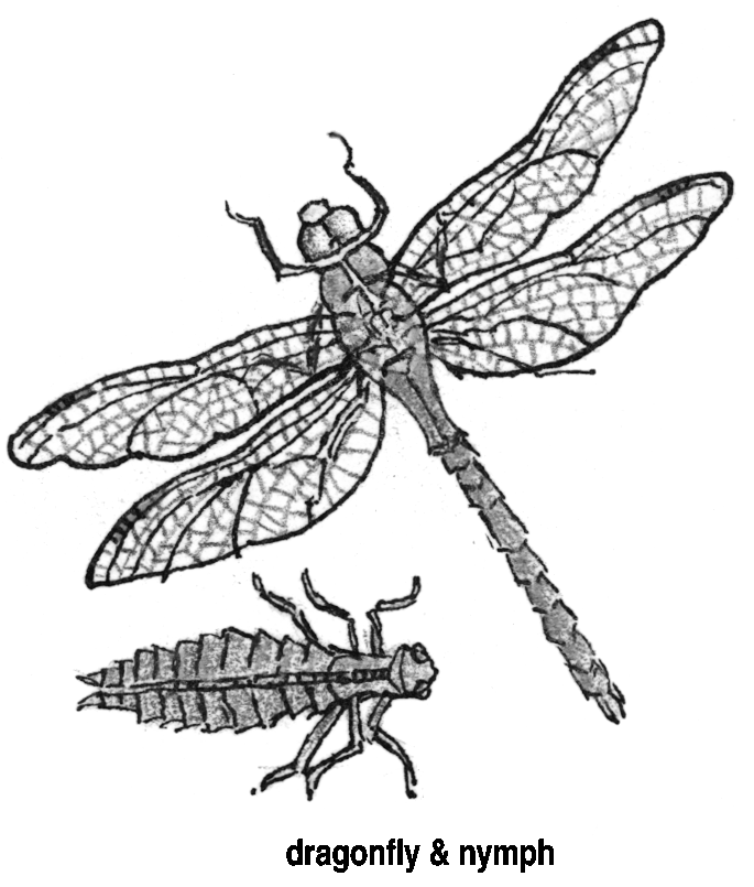 dragonfly larvae illustration