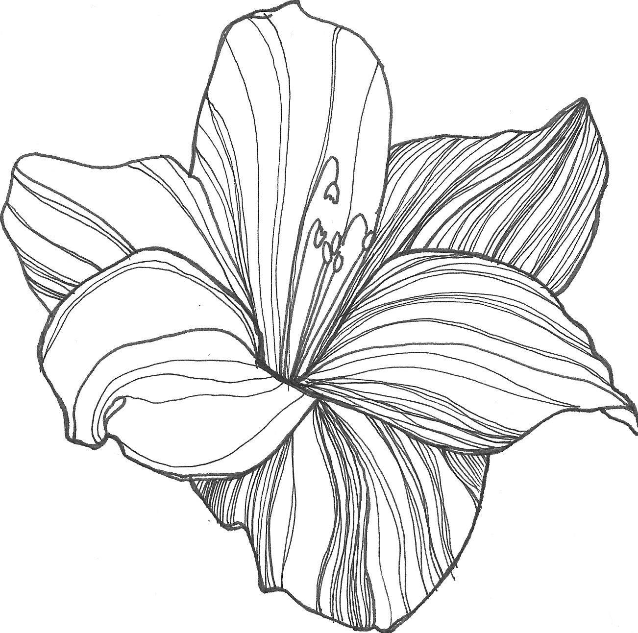 Free Drawing Of Flowers, Download Free Clip Art, Free Clip.