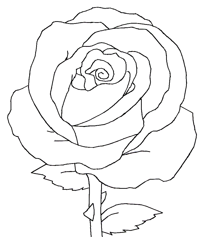 Free Black And White Rose Drawings, Download Free Clip Art, Free.