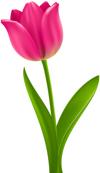 Pink Tulip Transparent Clip Art in 2019.