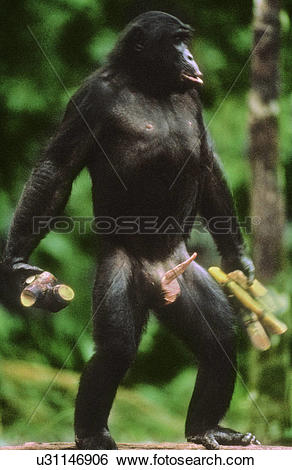 Stock Images of Bonobo male with sugarcane soliciting sex, Pan.
