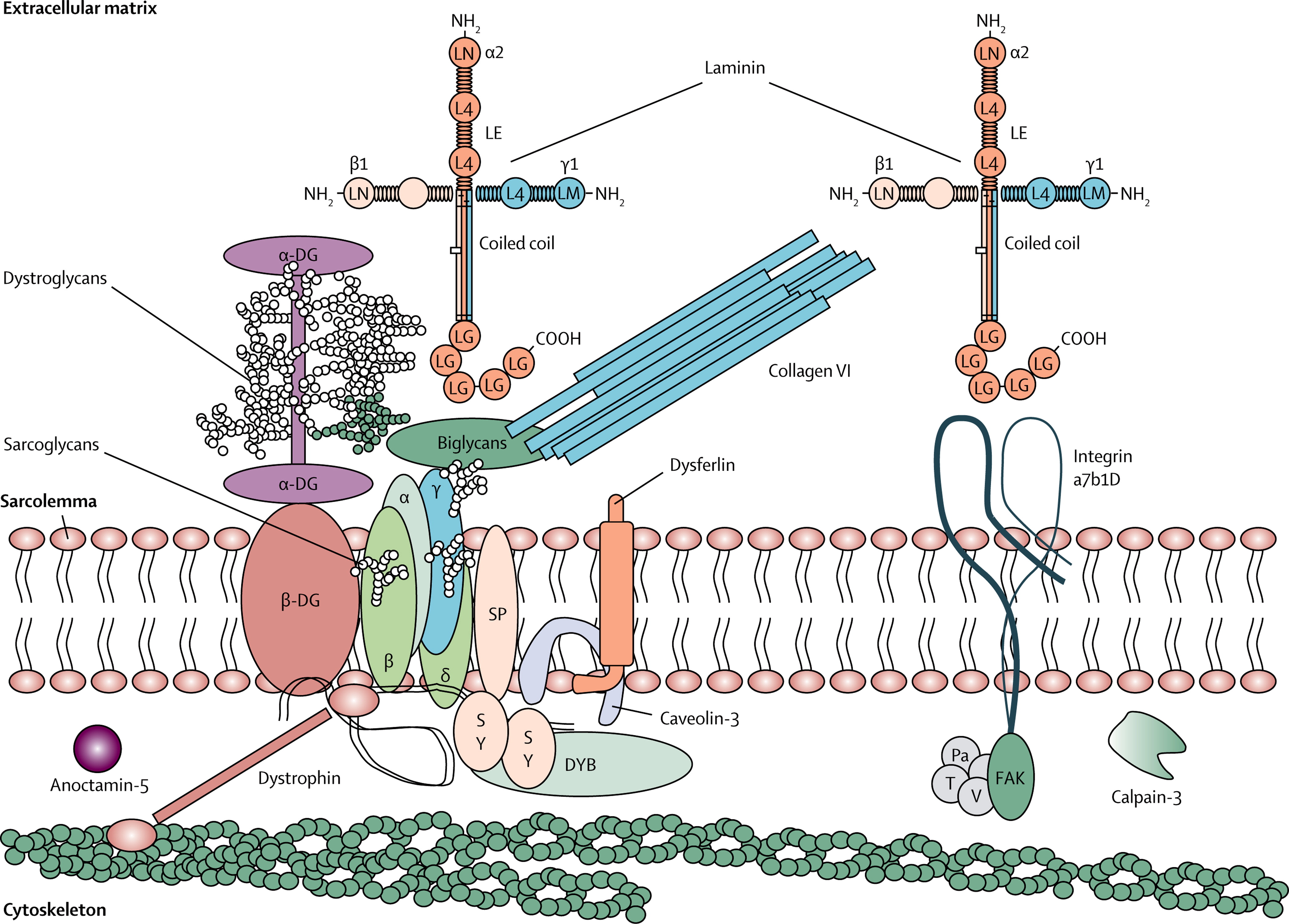 Muscular dystrophies.