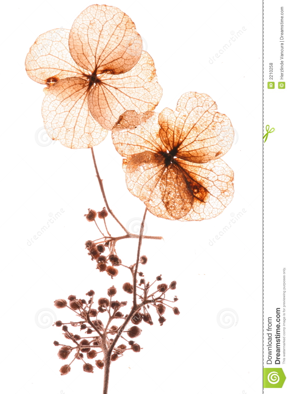 Dry flower clipart 20 free Cliparts | Download images on Clipground 2021