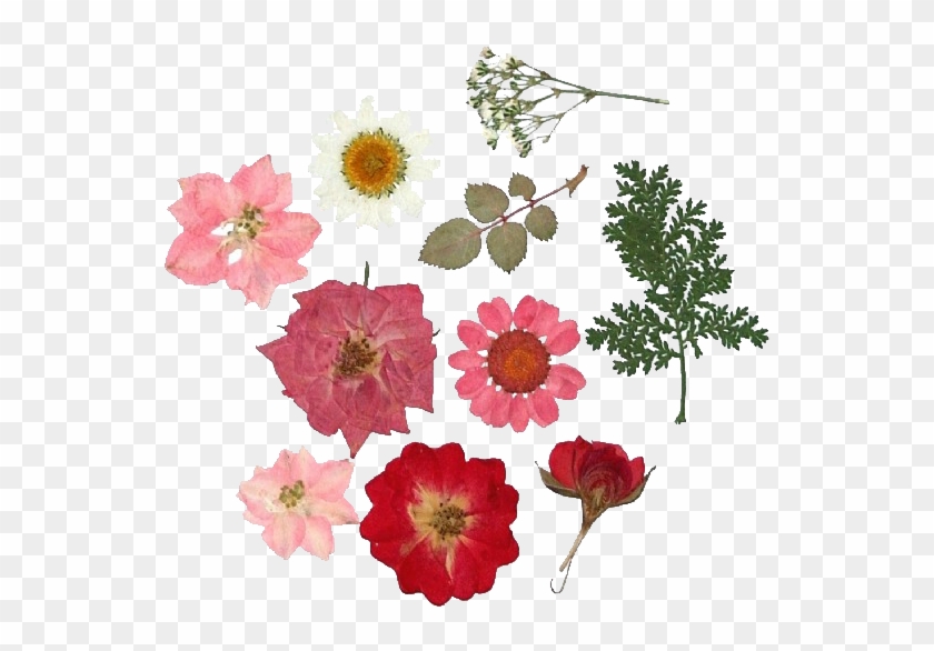 dried flowers png 20 free Cliparts | Download images on Clipground 2021