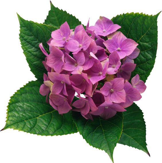 Hydrangea PNG Clipart Picture.
