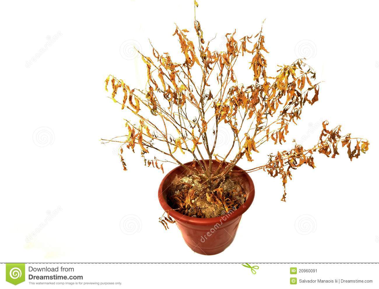 Dry area plants clipart 20 free Cliparts | Download images on
