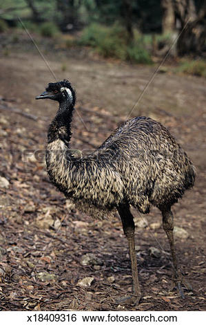 Stock Images of Emu (Dromaius novaehollandiae), Australia.