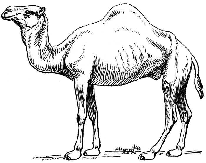 Dromedary camel clipart 20 free Cliparts | Download images ...