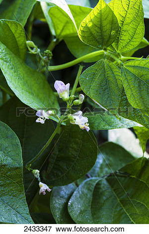 Picture of Provider bush beans delicate lavender.