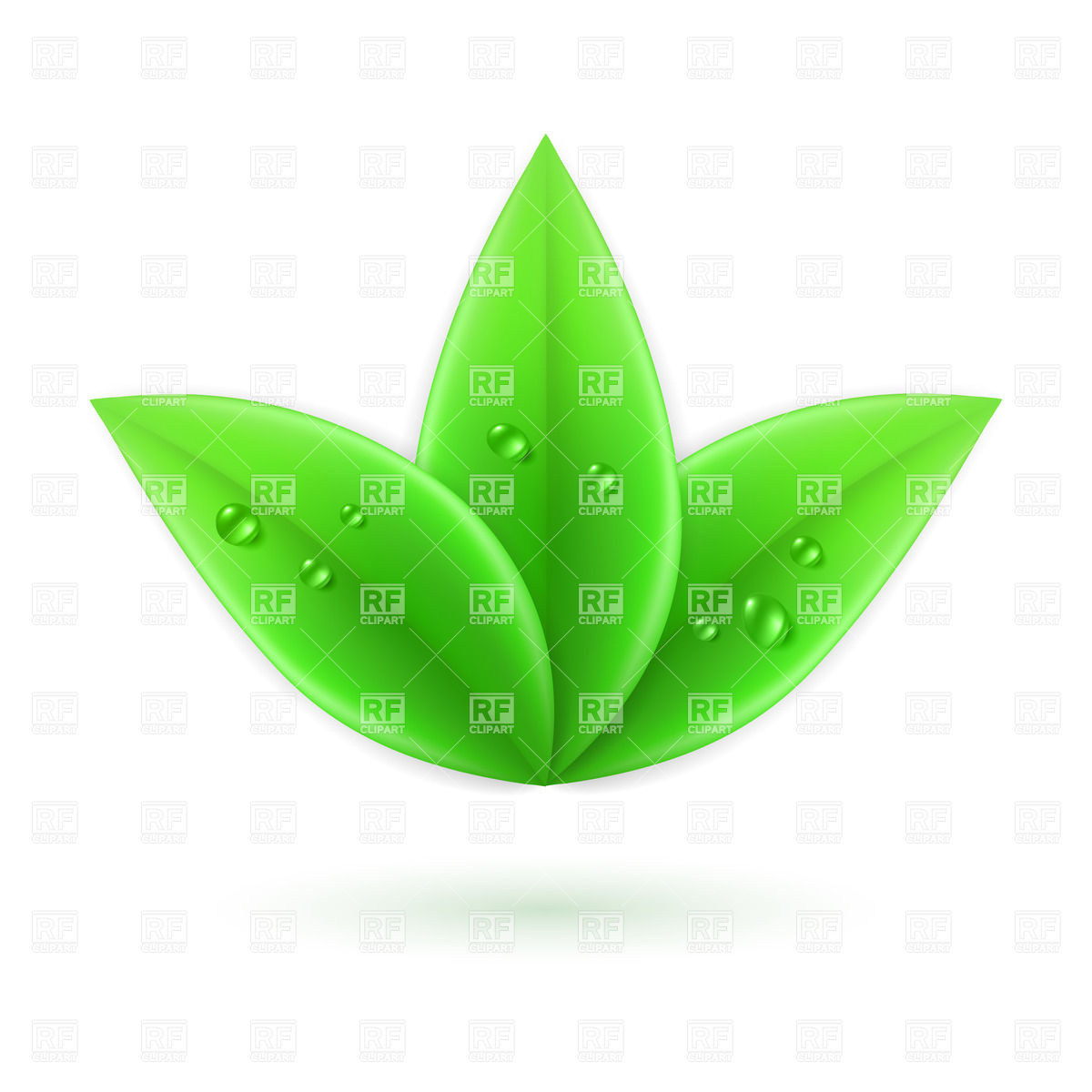 Three green leaves with water drops Vector Image #26789.