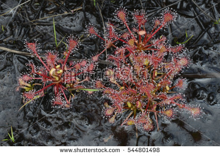 Drosera Stock Photos, Royalty.