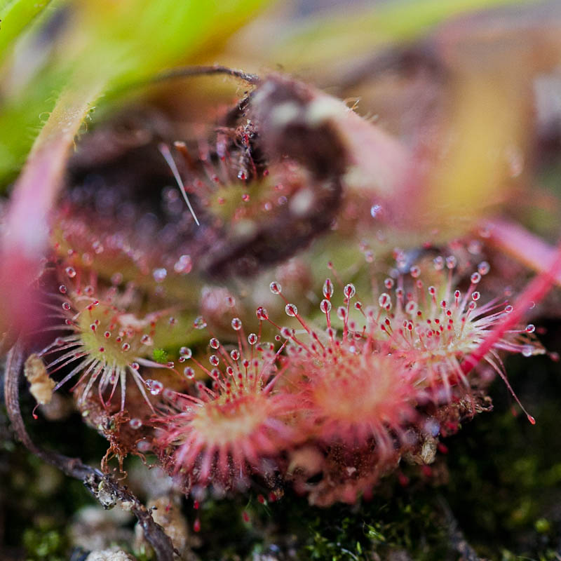 Sundews! Facts, Photos, and Their Hypnotizing Beauty.