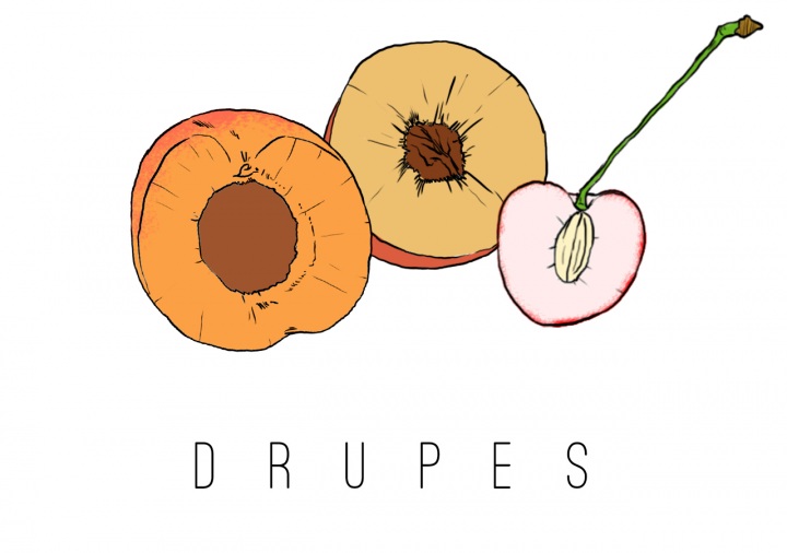 What is a Drupe?.