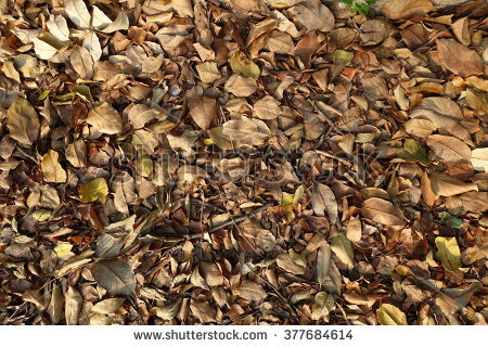 Grass Texture Seamless Stock Images, Royalty.