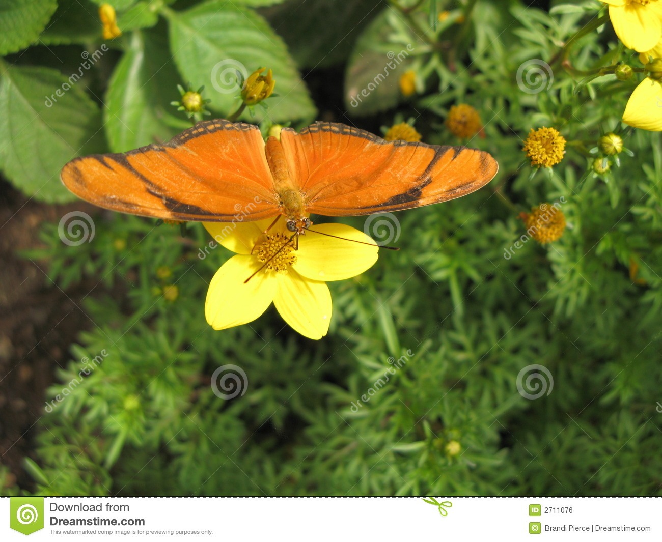 Julia Butterfly (Dryas Iulia) Royalty Free Stock Image.