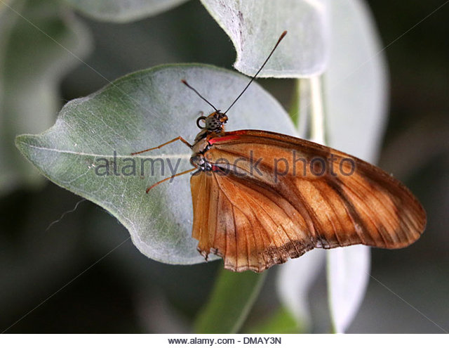 Orange Flame Butterflies Stock Photos & Orange Flame Butterflies.