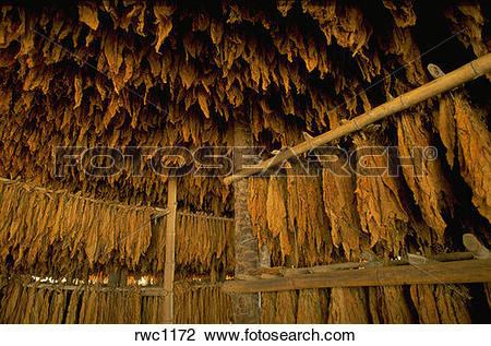 Stock Photo of Tobacco leaves hanging in drying shed near Acarigua.