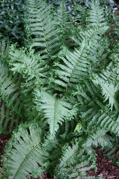 1000+ ideas about Ferns For Sale on Pinterest.