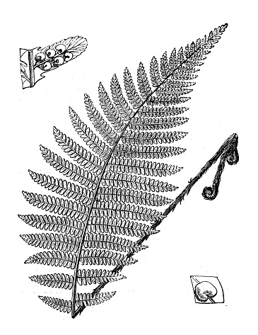 Dryopteris clipart 20 free Cliparts | Download images on Clipground 2024