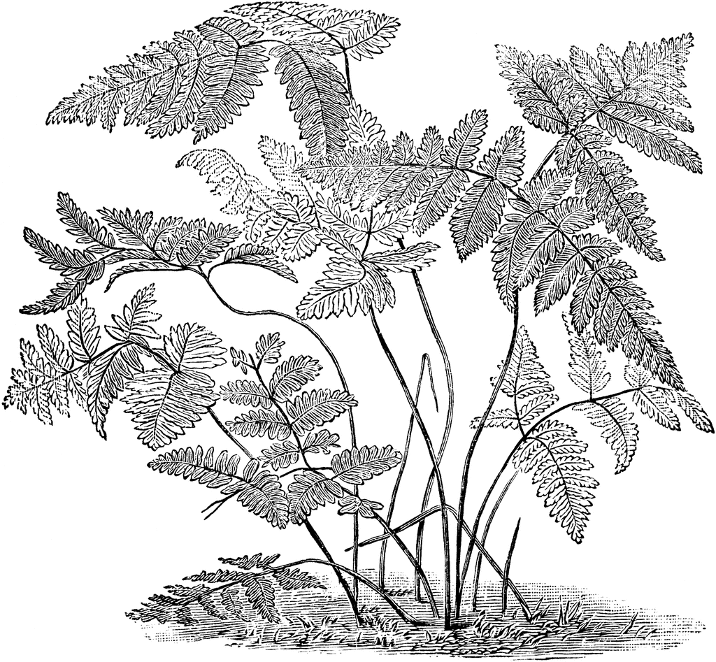 Polypodium Dryopteris.