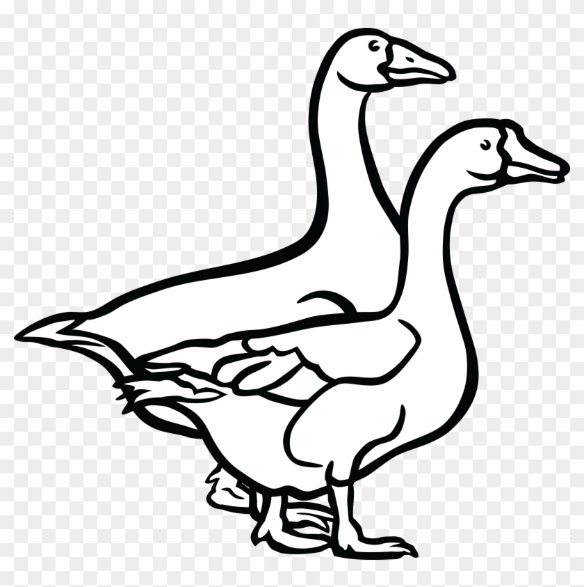 Bird,Duck,Vertebrate,Beak,White,Ducks, geese and swans,Water bird.