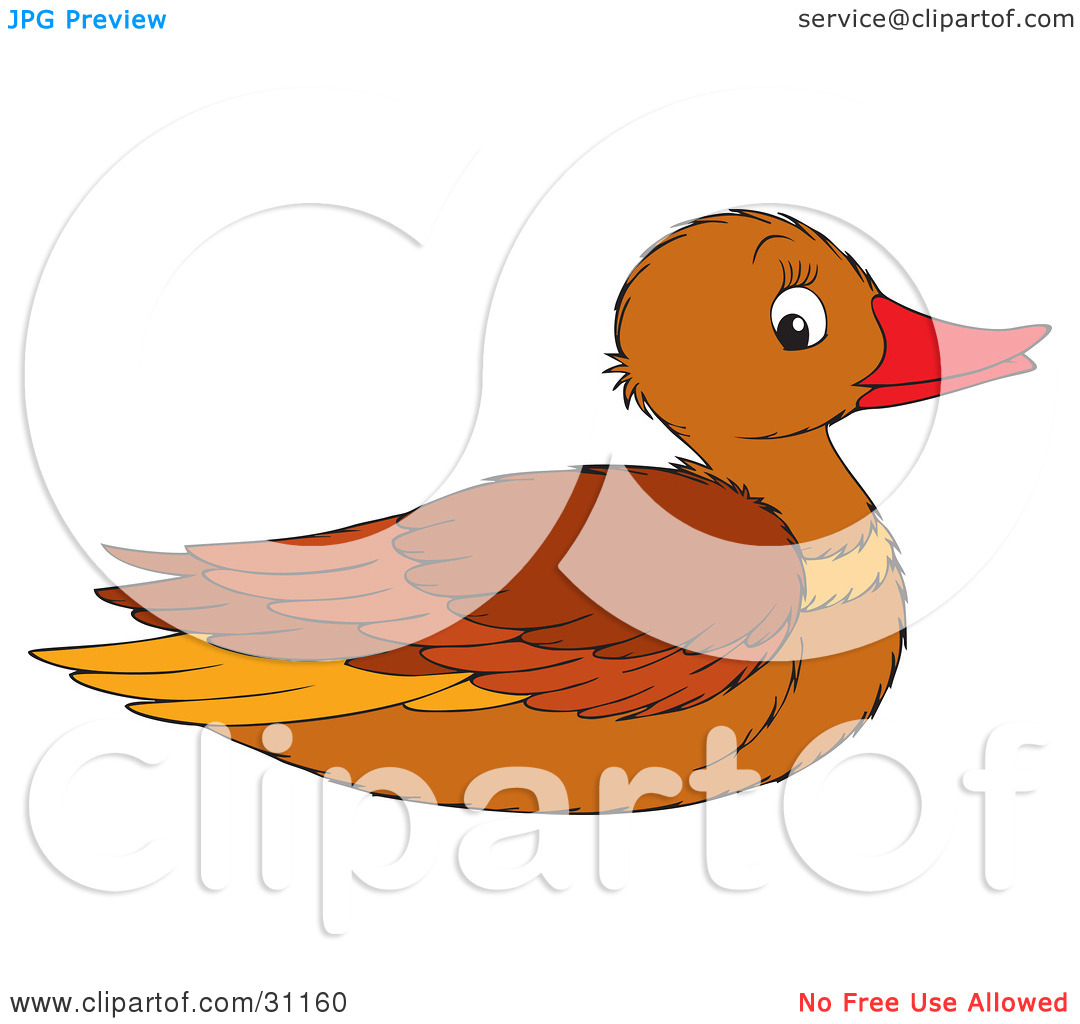 Duck females clipart 20 free Cliparts | Download images on Clipground 2024