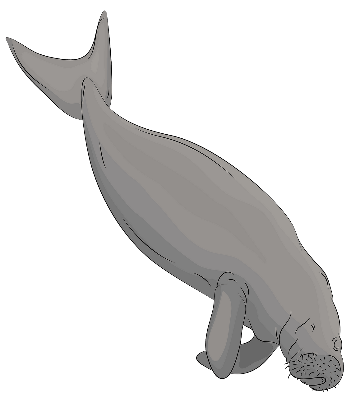 dugong clipart 20 free Cliparts | Download images on Clipground 2024