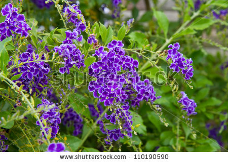 Duranta plant clipart 20 free Cliparts | Download images on Clipground 2023