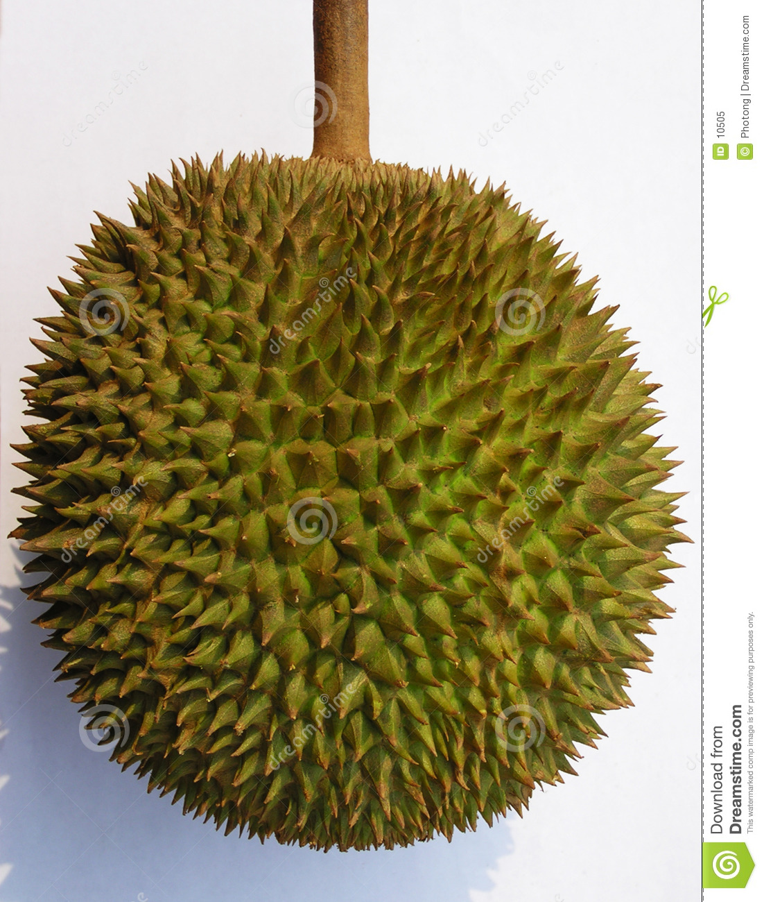 Durian Clipart.