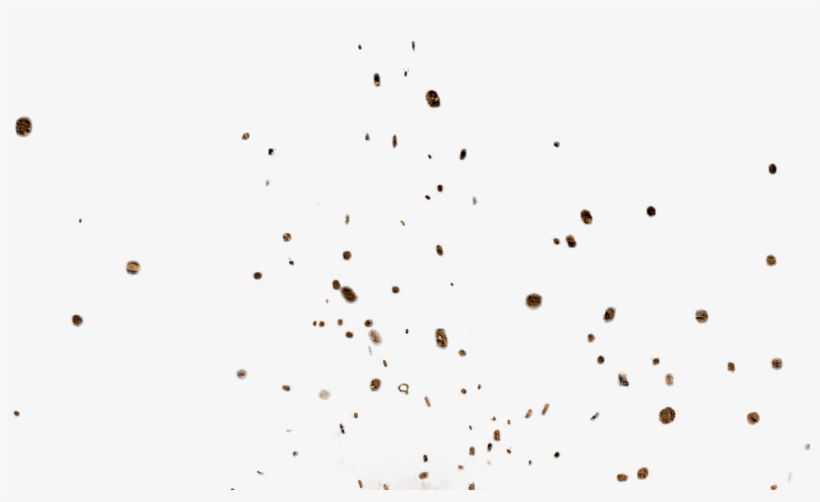 Dust Particles Png Picture Transparent Download.