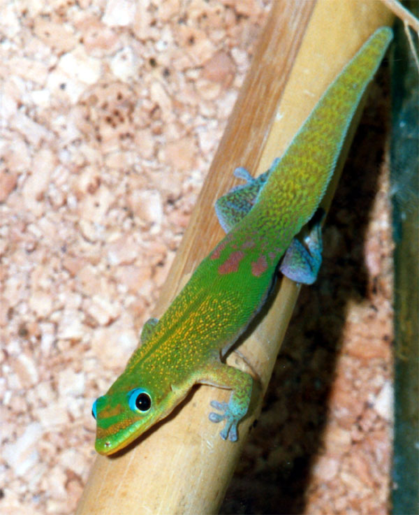 Gecko.
