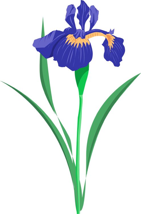 Iris flower clipart.