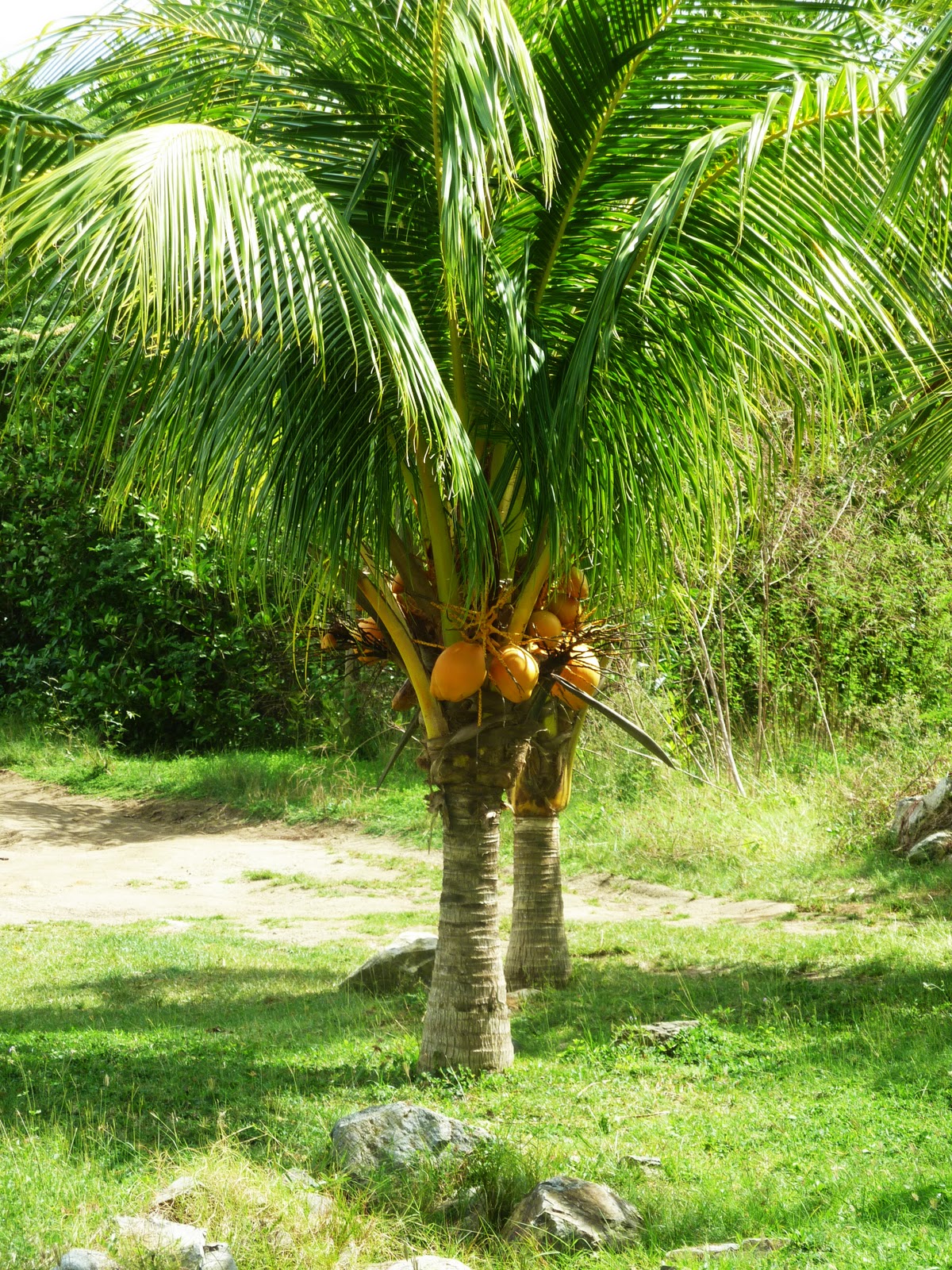 Coconut Tree.